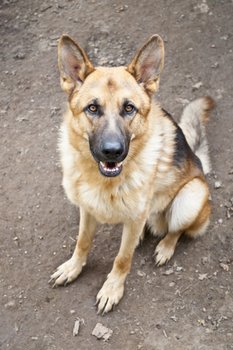 A German Shepherd with dog insurance sits on the ground.